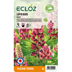 Lupinus polyphyllus rouge ECLOZ
