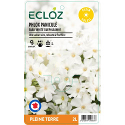 Phlox paniculata EARLY WHITE ECLOZ