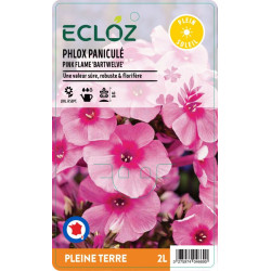 Phlox paniculata PINK FLAME ECLOZ