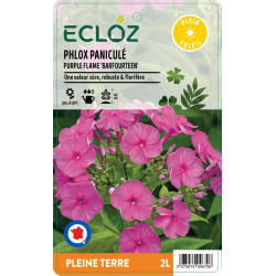 Phlox paniculata PURPLE FLAME ECLOZ