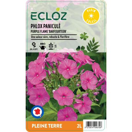 Phlox paniculata PURPLE FLAME ECLOZ