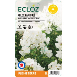 Phlox paniculata WHITE FLAME ECLOZ