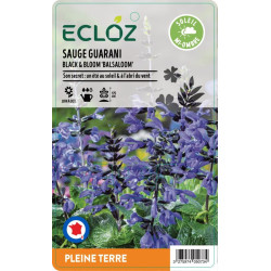 Salvia guaranitica BLACK & BLOOM ECLOZ