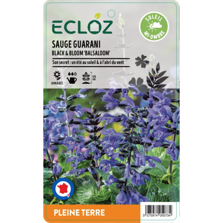 Salvia guaranitica BLACK & BLOOM ECLOZ