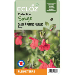 Salvia microphylla rouge ECLOZ