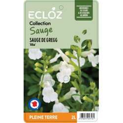 Salvia greggii 'Alba' ECLOZ