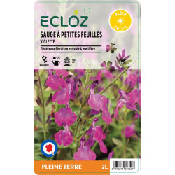 Salvia microphylla violette ECLOZ