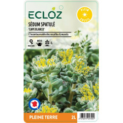 Sedum spathulifolium ‘Cape Blanco' ECLOZ