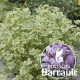 Geranium odorant lady plymouth 