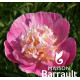 Paeonia lactiflora Bowl of Love