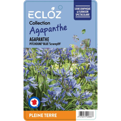 Agapanthus sp. PITCHOUNE® BLUE ECLOZ