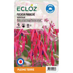 Fuchsia magellanica 'Versicolor' ECLOZ