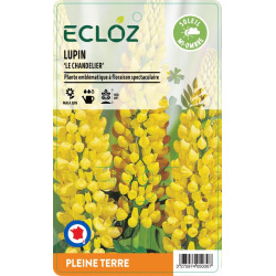 Lupinus russellii ‘Le Chandelier' jaune ECLOZ