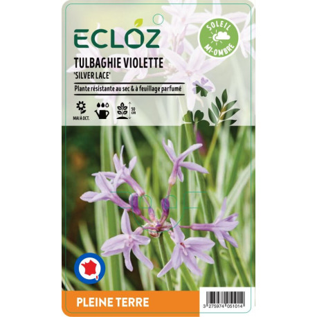 Tulbaghia violacea 'Silver Lace' ECLOZ