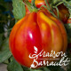 Tomate greffée 'Cuor di Bue' vraie coeur de b