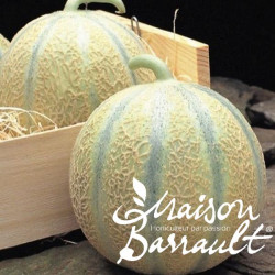 Melon greffé 'Funambul'