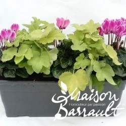 3 mini cyclamens + 2 feuillages automne