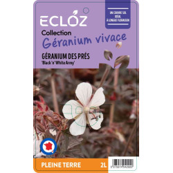 Geranium pratense 'Black 'n' White Army' ECLO