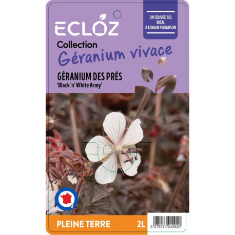 Geranium pratense 'Black 'n' White Army' ECLO