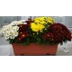 Chrysantheme tricolore