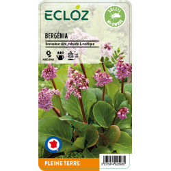 Bergenia cordifolia ECLOZ