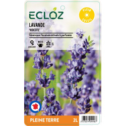 Lavandula angustifolia ‘Hidcote' ECLOZ