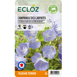 Campanula carpatica blue ECLOZ