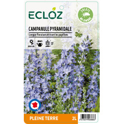 Campanula pyramidalis bleu ECLOZ