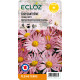 Chrysanthemum sp. 'Clara Curtis' ECLOZ