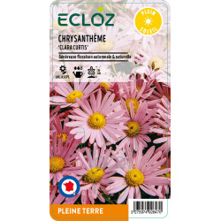 Chrysanthemum sp. 'Clara Curtis' ECLOZ