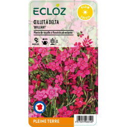 Dianthus deltoides 'Brilliant' ECLOZ