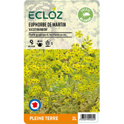 Euphorbia x martini 'Ascot Rainbow' ECLOZ