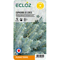 Euphorbia myrsinites ECLOZ