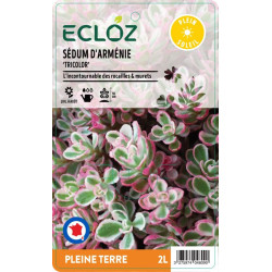 Sedum spurium ‘Tricolor' ECLOZ