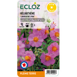 Helianthemum sp. ‘Lawrenson's Pink' ECLOZ