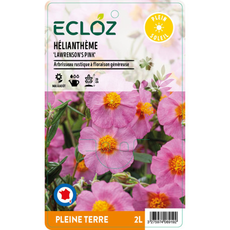 Helianthemum sp. ‘Lawrenson's Pink' ECLOZ