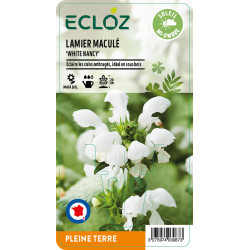 Lamium maculatum ‘White Nancy' ECLOZ
