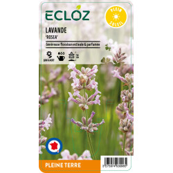 Lavandula angustifolia ‘Rosea' ECLOZ