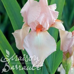 Iris germanica 'Flamant Rose'