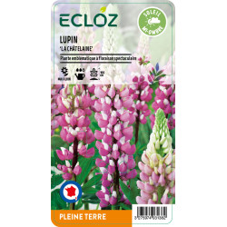 Lupinus russellii ‘La Châtelaine' ECLOZ