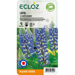 Lupinus russellii ‘Le Gentilhomme' ECLOZ
