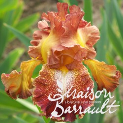 Iris germanica 'Spreckles'