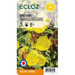Oenothera fruticosa ECLOZ