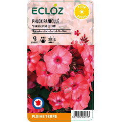 Phlox paniculata ‘Orange Perfection' ECLOZ