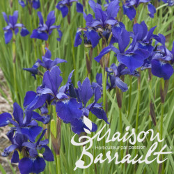 Iris sibirica 'Violet Skies'