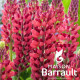 Lupinus ‘Gallery Red'