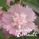 Alcea rosea spring celebrities pink