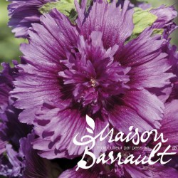 Alcea rosea ‘SPRING CELEBRITIES Purple'