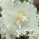 Alcea rosea ‘SPRING CELEBRITIES White'