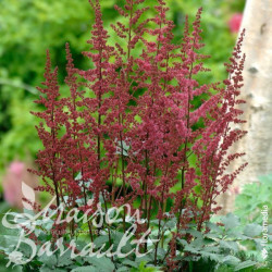 Astilbe younique® Ruby Red